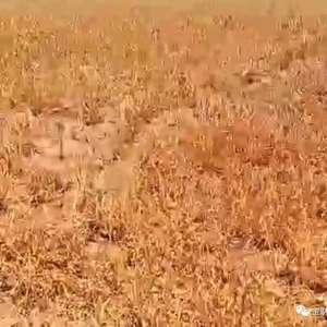 石家庄高邑最新爆料事件,揭秘石家庄神秘事件真相